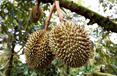 Pour un développement durable de la filière du durian
