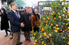 Le village de kumquat de Tu Liên se prépare pour l'année du Cochon 
