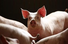 La peste porcine africaine se répand au Cambodge