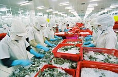 Les crevettes vietnamiennes dominent le marché japonais