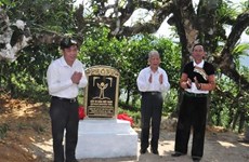 Des théiers anciens shan tuyet d’Yen Bai reconnus "arbres du patrimoine vietnamien"