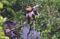 Gia Lai : Des "nounous" au Parc national de Kon Ka Kinh