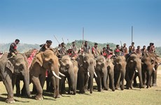 Mes souvenirs du Festival des éléphants