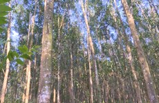 Priorité au développement des forêts d'arbres de très grandes tailles