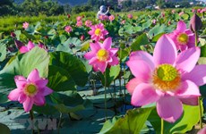 S'immerger dans la beauté pittoresque des fleurs de lotus au cœur de la ville de Da Nang