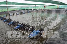 Ca Mau : pour une aquaculture respectueuse de l'environnement 