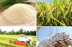  Le label «riz vietnamien» reconnu dans une vingtaine de marchés d’exportation