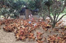 Bac Giang veut augmenter la valeur des produits d'élevage