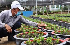 Floriculture : l'ambiance morose dans les villages du delta du Mékong