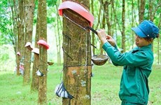 100.000 hectares d'hévéa du Vietnam répondant aux normes PEFC