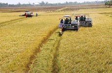Le Vietnam, un des premiers exportateurs mondiaux de riz