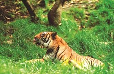 Chercher à sauver le tigre