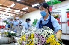Les fleurs coupées fraîches du Vietnam sont exportées de nouveau vers l'Australie