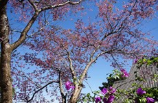 La floraison des abricotiers-cerisiers (Mai anh dao) attirent les touristes à Da Lat