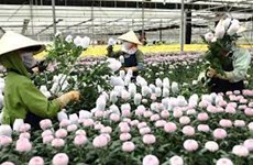 Le Vietnam exporte pour 61 millions de dollars de fleurs en 2021