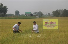 Tien Giang cultive du riz bio selon les normes européennes