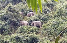 Protéger les derniers éléphants sauvages de Quang Nam