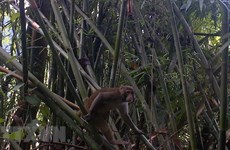 Protection des primates rares dans la Réserve naturelle de Pu Hu à Thanh Hoa