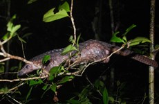 Le Parc national de Cuc Phuong reçoit deux animaux sauvages