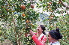 Les vergers d'orangers mûrs de Moc Chau attirent les touristes 