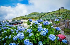 Des fleurs d'hortensia colorées au sommet du Mont Mau Son