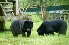 Des stars étrangères et nationales accompagnent la campagne de protection des ours au Vietnam