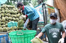 Le Vietnam exporte par voie officielle ses durians vers la Chine