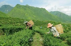 Le Vietnam, 7e producteur mondial de thé
