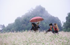 Une kyrielle d’activités attrayantes au Festival de la fleur de sarrasin 2022 à Ha Giang