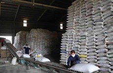 Les prix du riz vietnamien à leur plus haut niveau depuis 2 ans