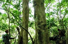 La première forêt communautaire au Vietnam à obtenir un certificat international