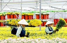 Plus de 55 millions de dollars d'exportation de chrysanthèmes