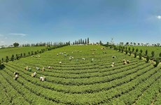 Lam Dong vise à développer durablement le secteur du thé