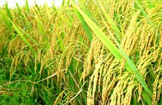Il est nécessaire de développer les chaînes de valeur de riz