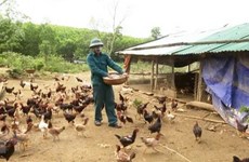 Thanh Hoa déclare la fin de la grippe aviaire A/H5N6