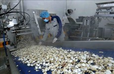Exportation du premier conteneur de chair de palourdes en conserve vers l'Europe