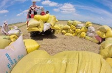 L’UE s'affirme comme un débouché prometteur pour le riz du Vietnam