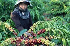 L'Algérie, un marché prometteur pour les produits agroalimentaires du Vietnam