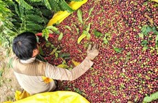 Stratégie de mise en valeur du café vietnamien