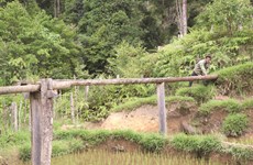 Les Xê Dang prospèrent grâce à leur système traditionnel d’irrigation