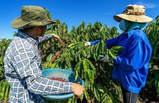 Le café vietnamien cherche à conquérir le marché mondial