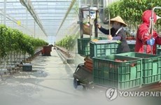 Les travailleurs vietnamiens bénéficient d'une prolongation d'un an de séjour en R.de Corée 