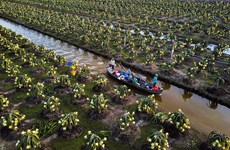 Tiên Giang améliore la qualité des fruits du dragon pour l’exportation