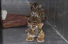 Gros efforts du Vietnam dans la lutte contre l’élevage et le commerce illégaux des tigres