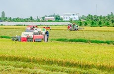 Proposition d’ouvrir une "voie verte" pour le transport de riz dans le delta du Mékong
