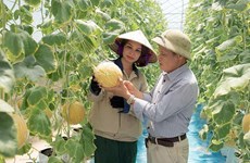 Hung Yên mise sur la restructuration agricole