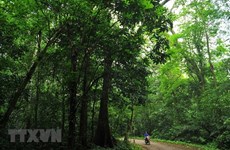 Espace vert paradisiaque du parc national de Cuc Phuong 