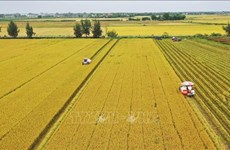 Le Vietnam s’oriente vers une agriculture responsable