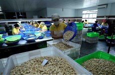 Italie: assistance au règlement du risque de fraude pour 100 conteneurs de noix de cajou 