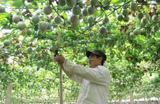 Signes positifs pour les exportations de fruits vietnamiens